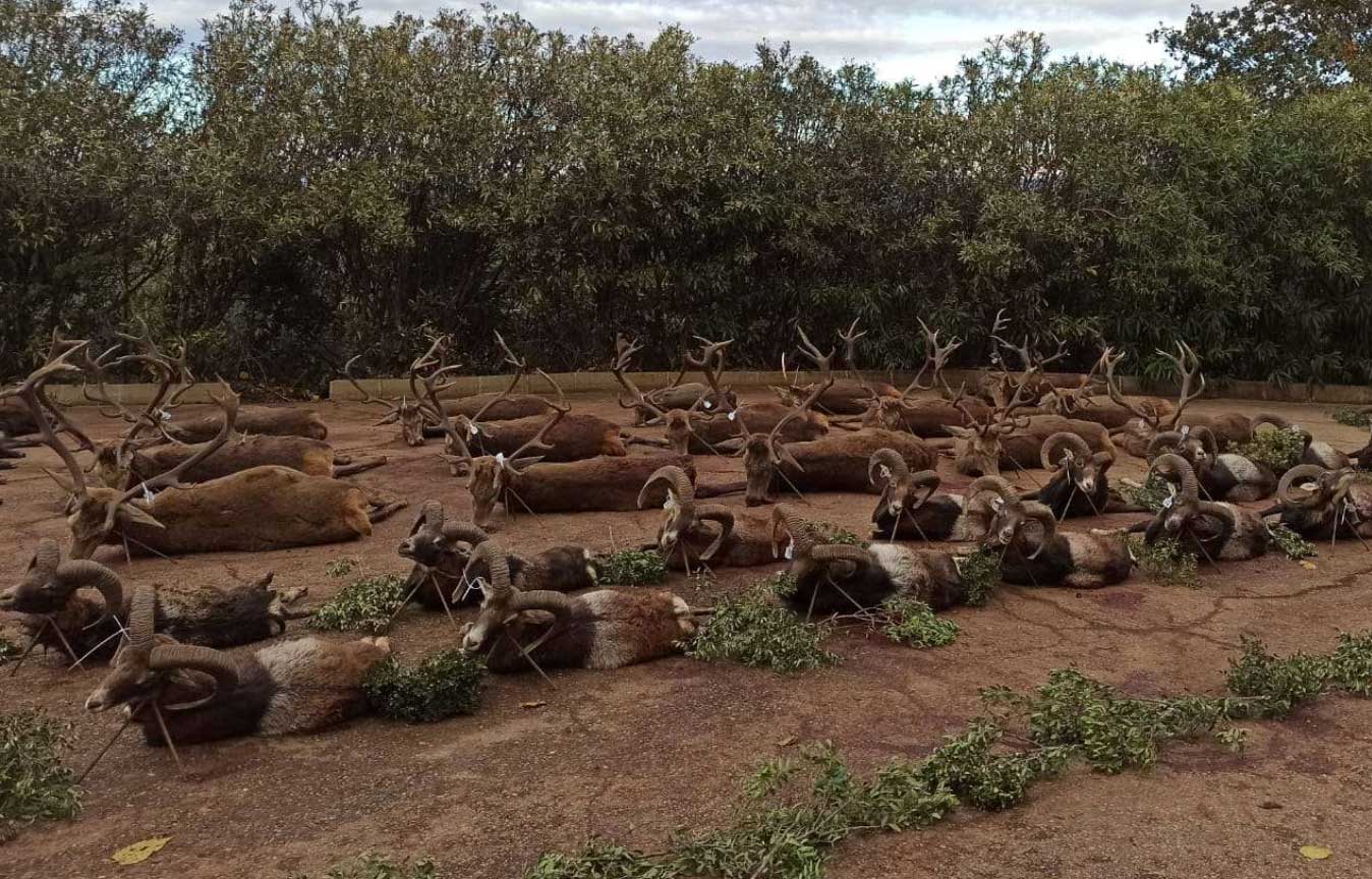 Chaqueta Caza Blaser