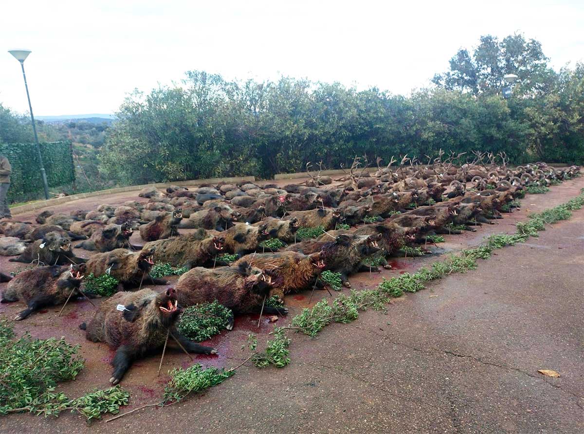 Resultado Montería Majada Vieja 2022 Cinegética Cijara