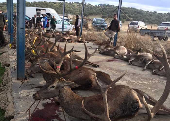 Chaqueta Caza Blaser