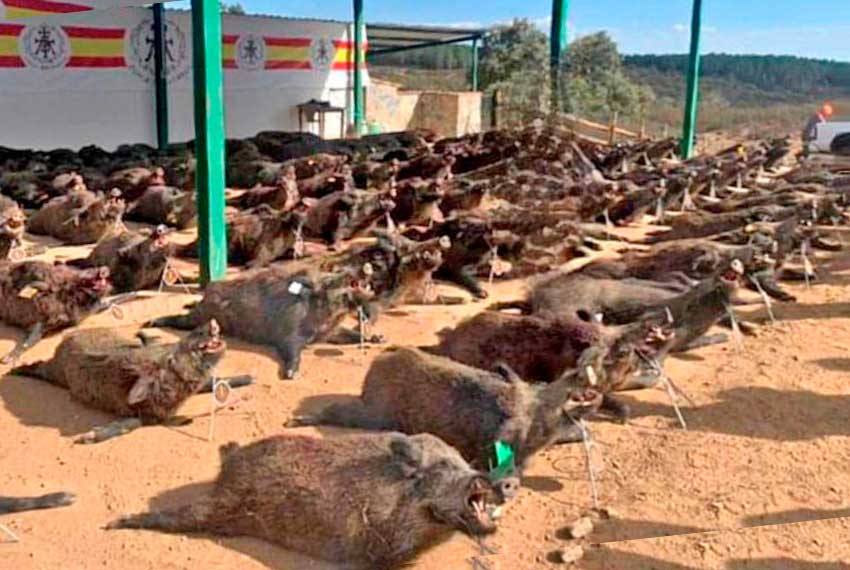 Resultado Montería Matasanos 2022 Finca Matasanos