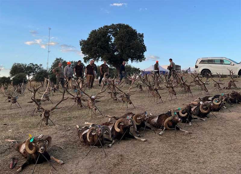Resultado Montería Navalasno Viejo 2022 Iberian Hunting