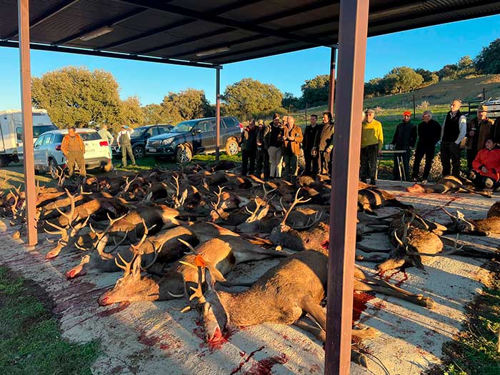 Resultado Montería Navalonguilla 2022 Monteros Siberia España
