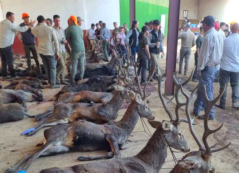 Chaqueta Caza Blaser