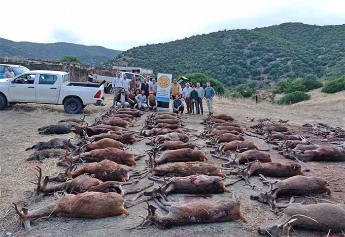 Chaqueta Caza Blaser