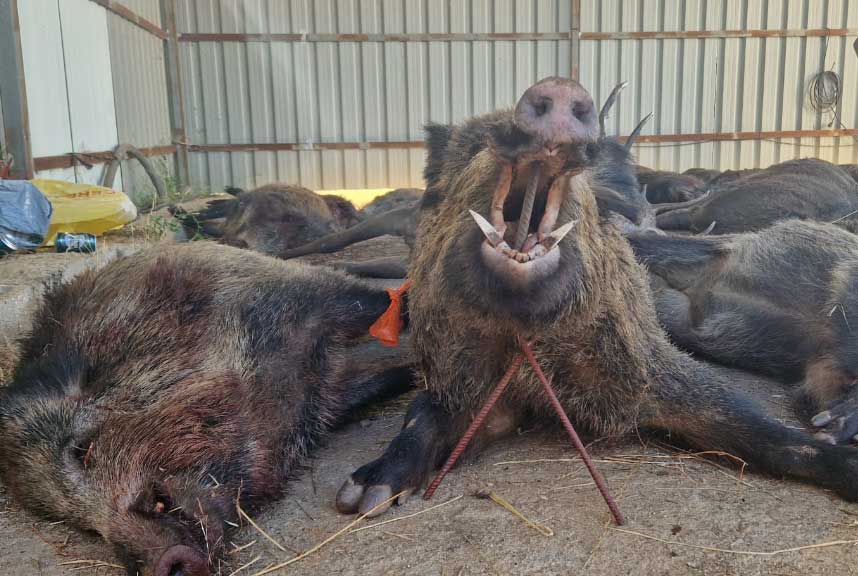 Resultado Montería Peña Horadada 2022 Monterito