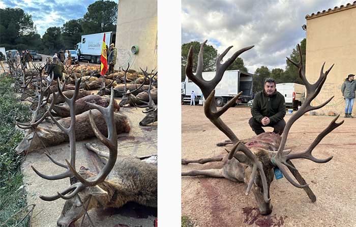 Chaqueta Caza Blaser