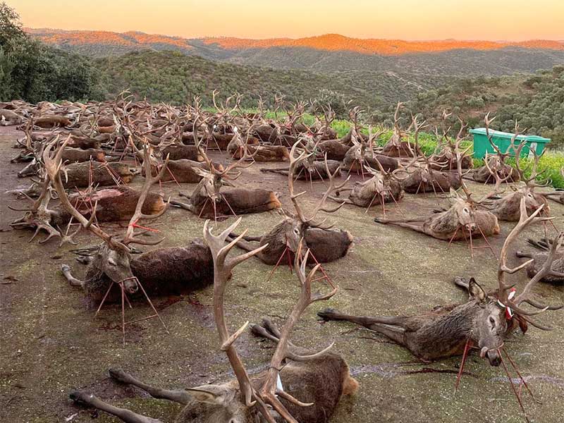 Chaqueta Caza Blaser