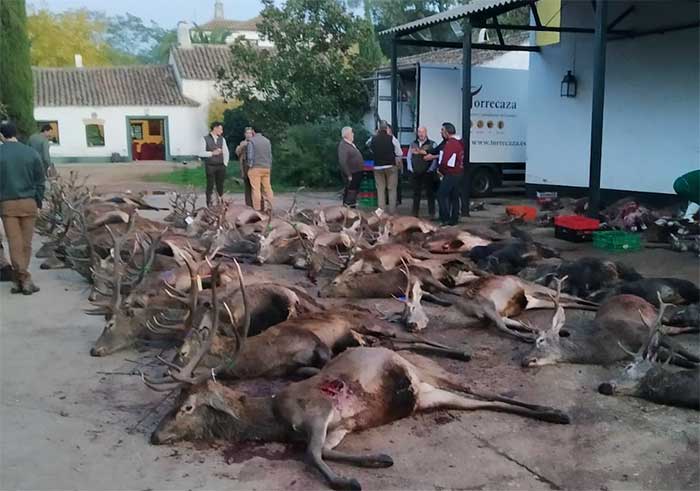 Resultado Montería Raña de Valdeazores 2022 Monterías JC AM