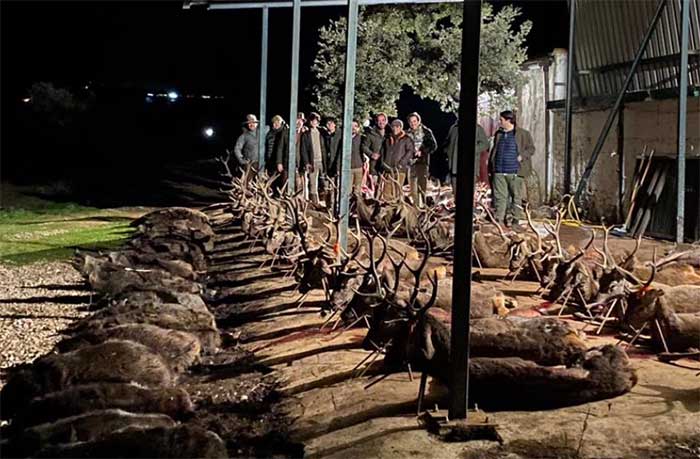 Chaqueta Caza Blaser