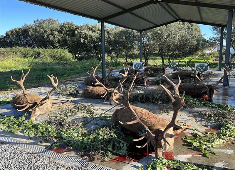 Chaqueta Caza Blaser