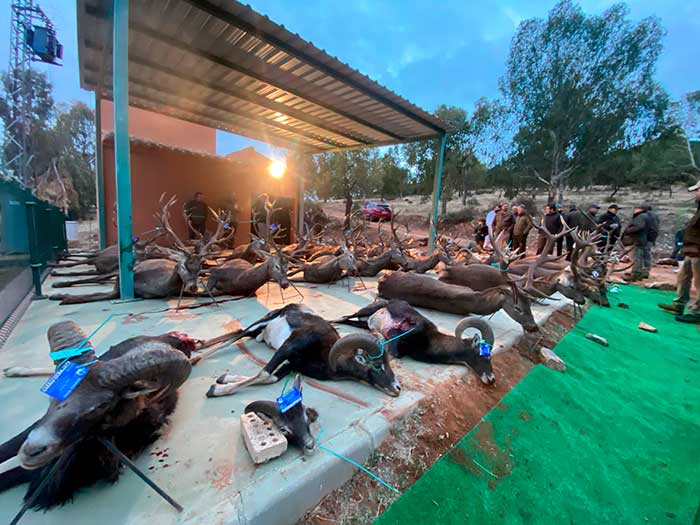 Resultado Montería Sierra Alta 2022 Lances y Agarres