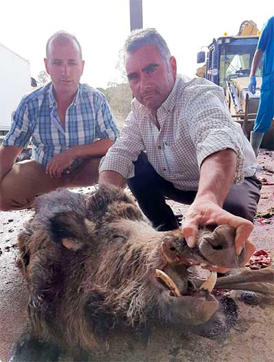 Chaqueta Caza Blaser