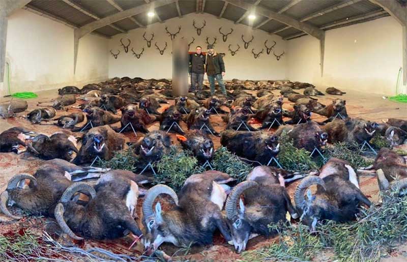 Chaqueta Caza Blaser