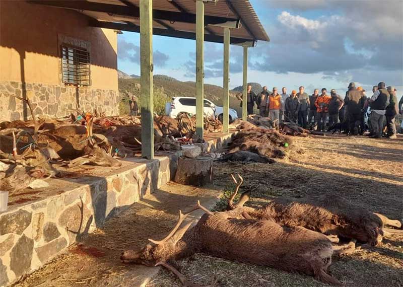 Chaqueta Caza Blaser