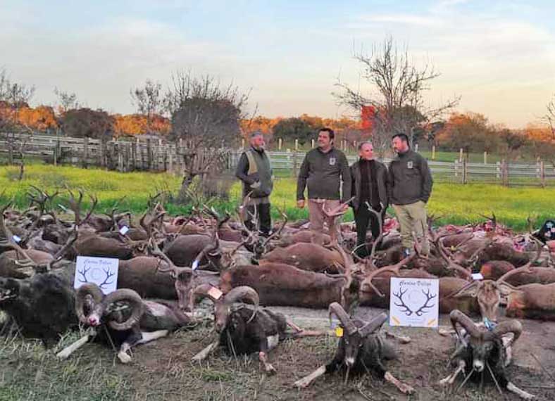 Chaqueta Caza Blaser