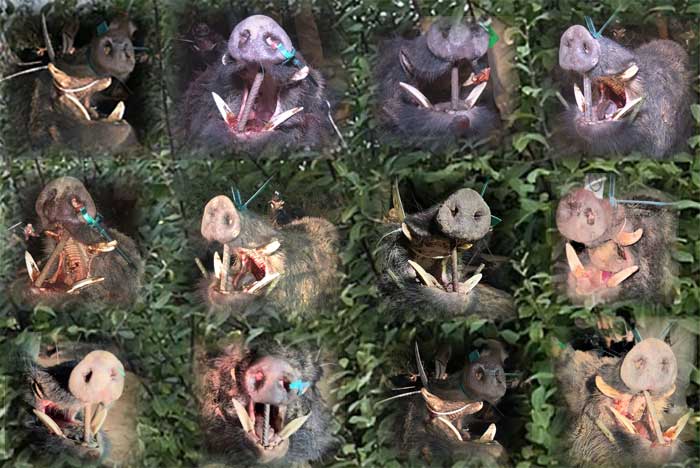 Chaqueta Caza Blaser