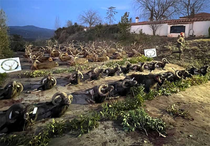 Chaqueta Caza Blaser