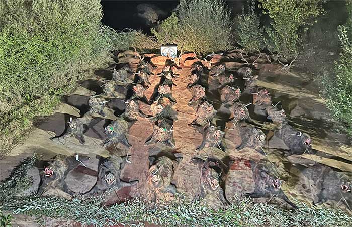 Chaqueta Caza Blaser