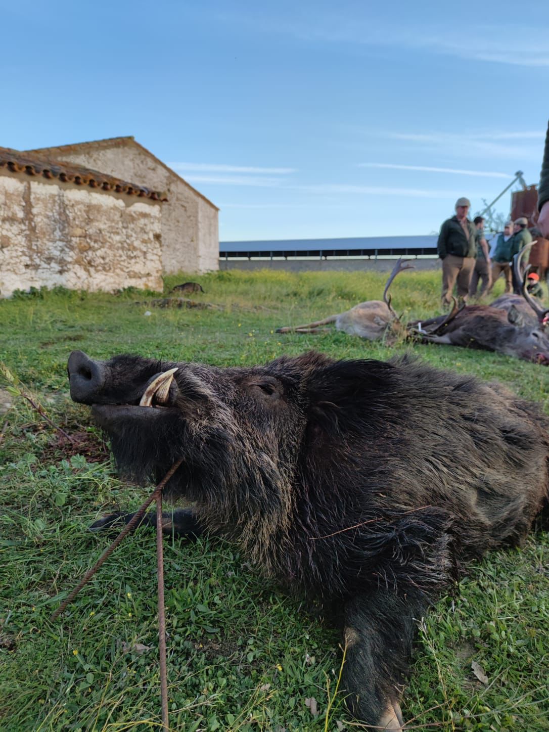 Cabeza Negros 2022 7