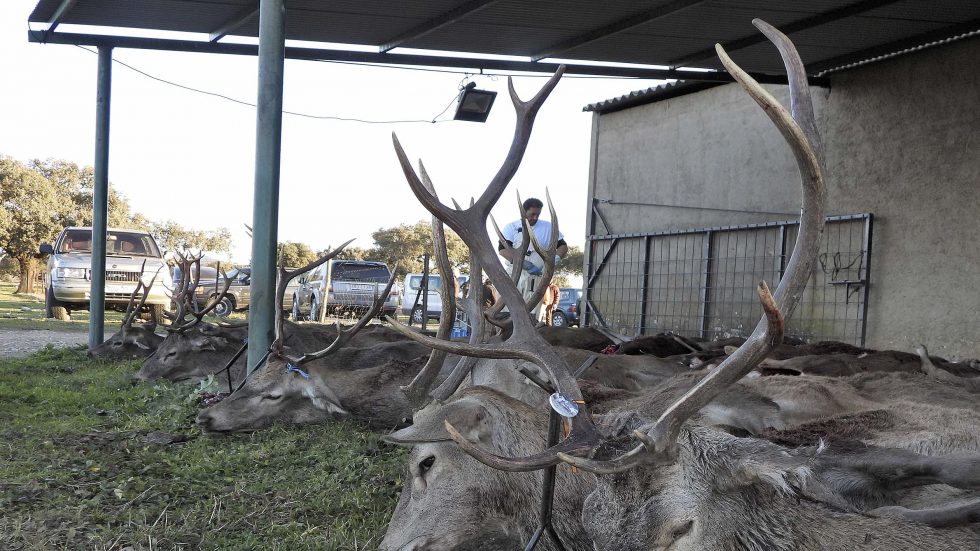 Cuarto del Oro y Atalaya 2021 4