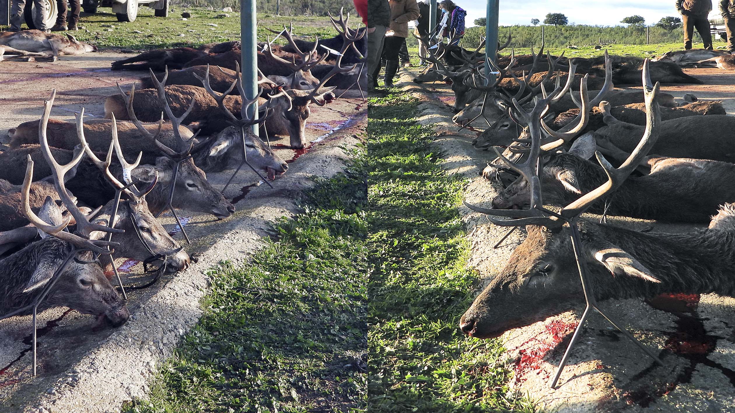 Hornitos Ahijosa y Amarillina 2022 1