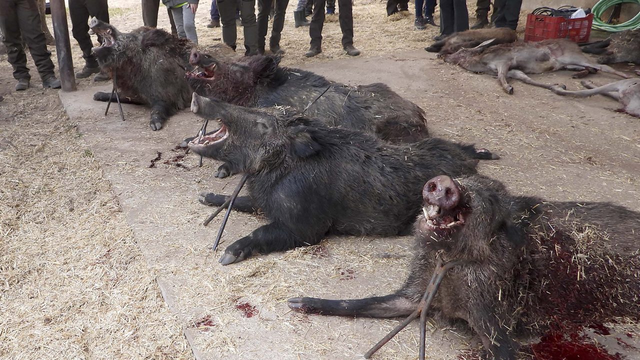 Rancho Grande y Hornillo 2021 3