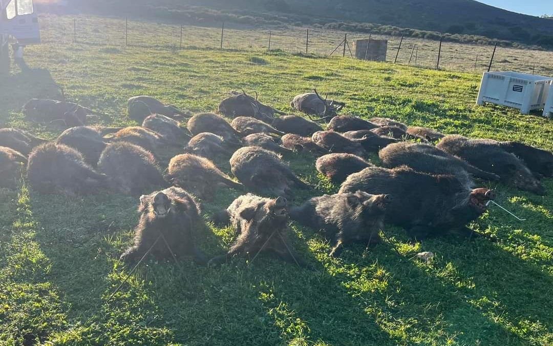 Resultado Montería Sierra del Lugar 2022 Extremeña de Monterías 