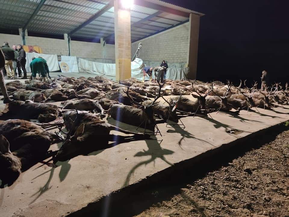 Resultado Montería Valderromero 2022 Lances de Altamira 