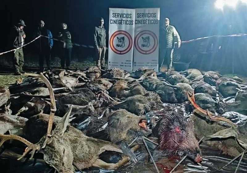 Chaqueta Caza Blaser