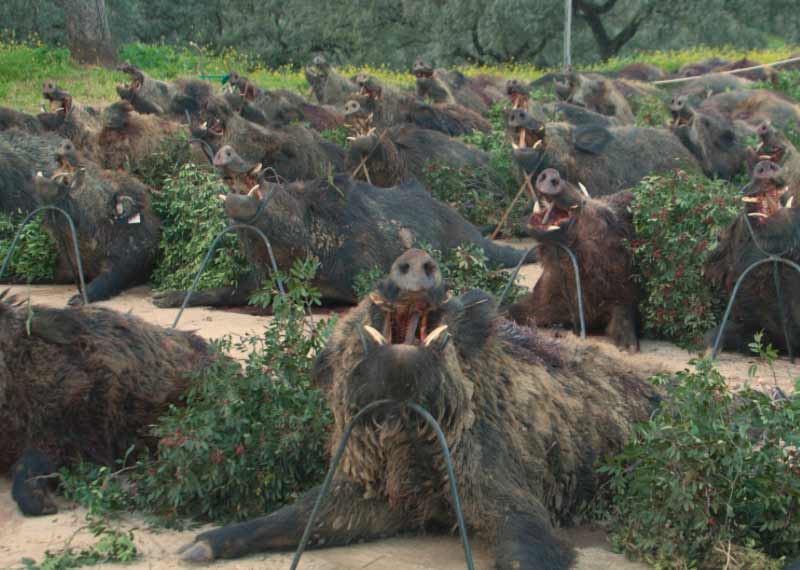 Chaqueta Caza Blaser