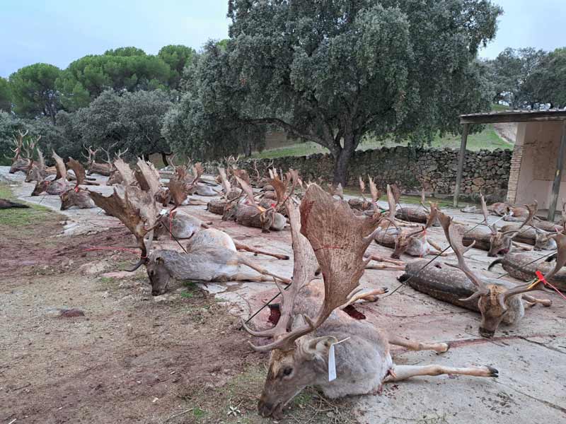 Chaqueta Caza Blaser