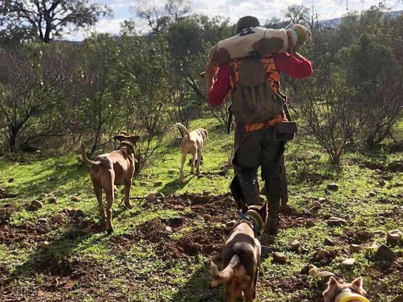 Chaqueta Caza Blaser