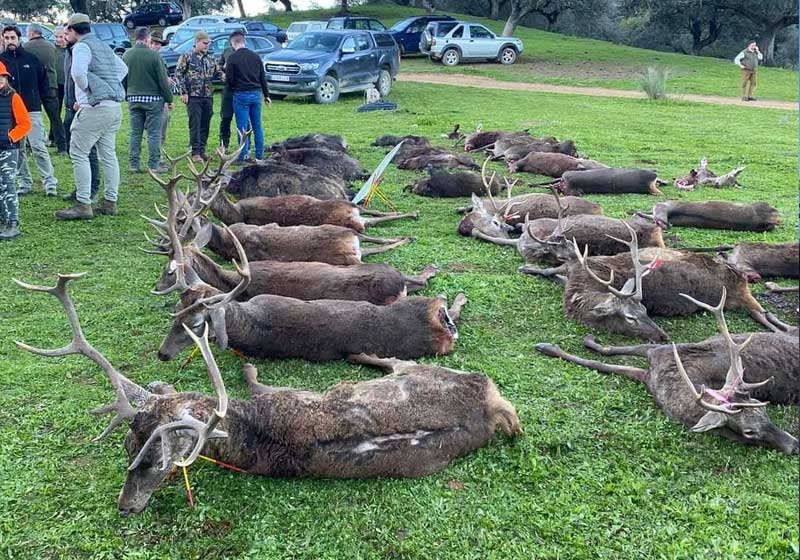 Chaqueta Caza Blaser