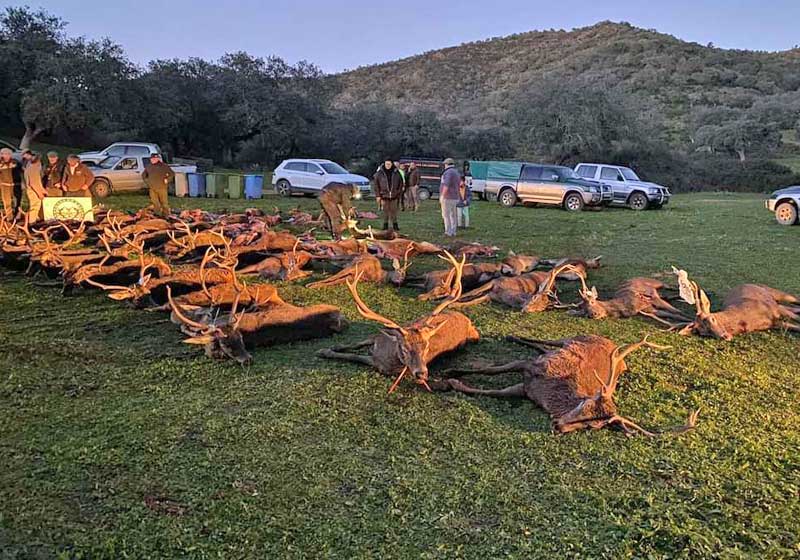 Chaqueta Caza Blaser