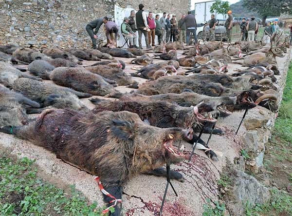 Resultado Montería El Cucharero 2023 Cinegética Cordobesa