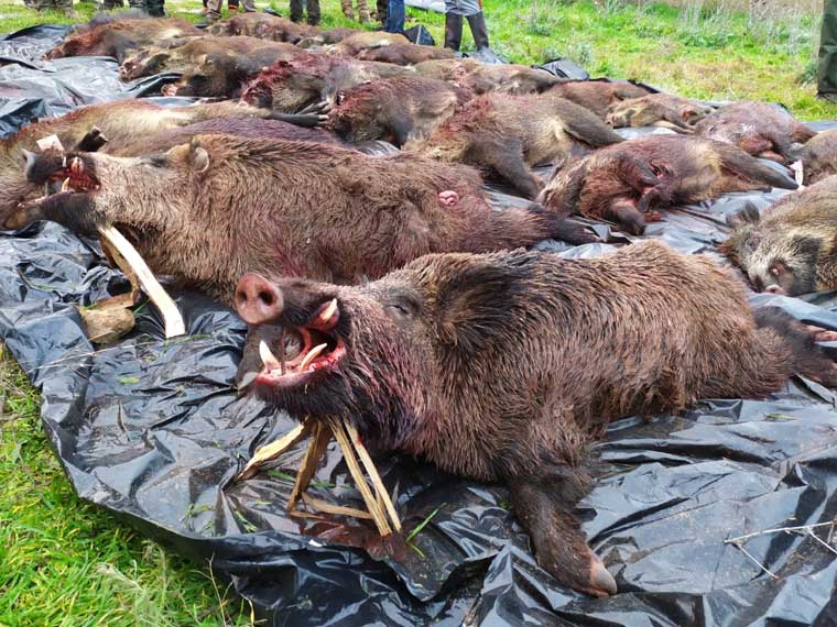 Chaqueta Caza Blaser