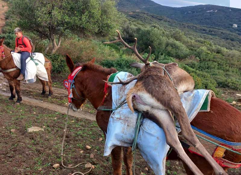 Chaqueta Caza Blaser