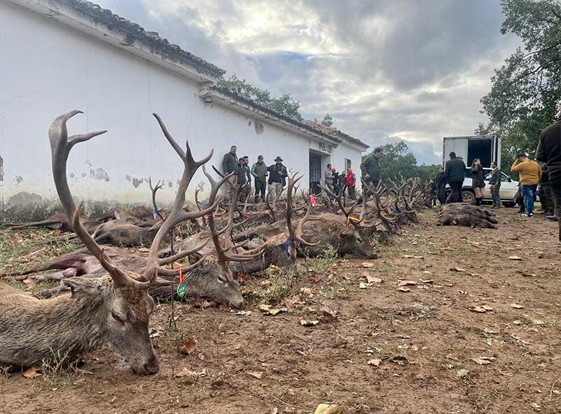 Resultado Montería Robledillo 2023 Carlos Villar