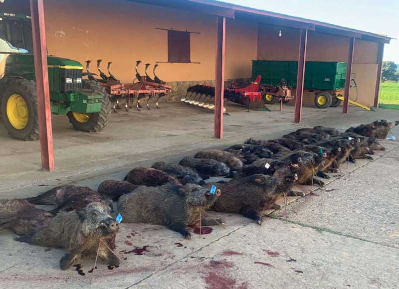 Resultado Montería El Rosal 2023 Sierracaza