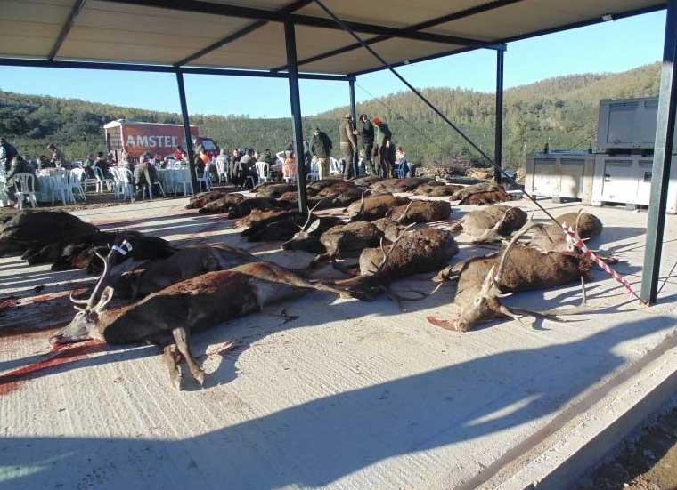 Chaqueta Caza Blaser