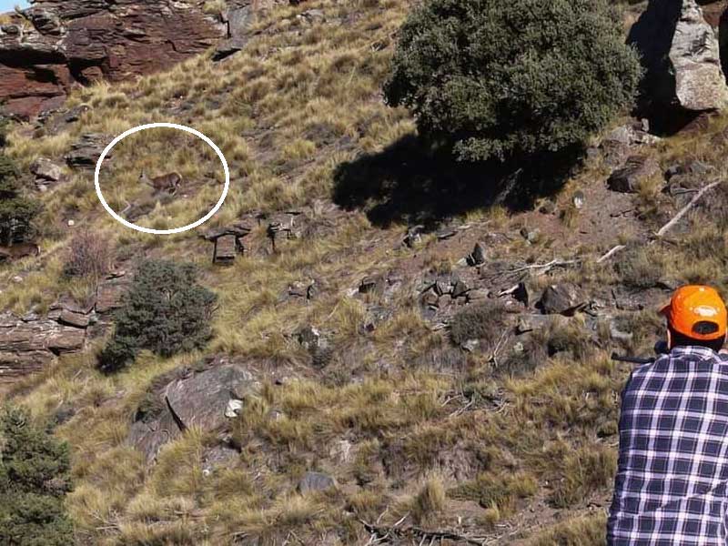 Chaqueta Caza Blaser