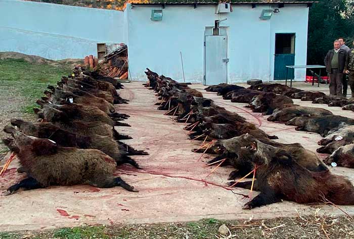 Chaqueta Caza Blaser