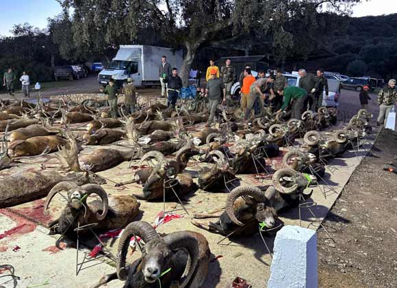 Chaqueta Caza Blaser