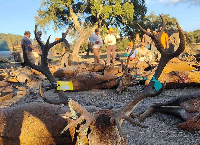 Chaqueta Caza Blaser