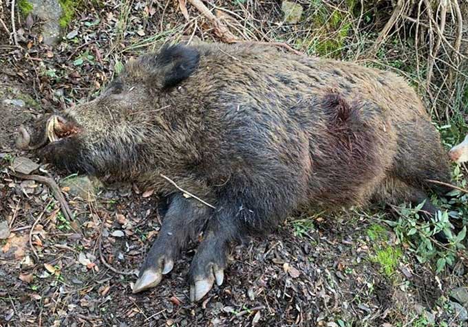 Chaqueta Caza Blaser