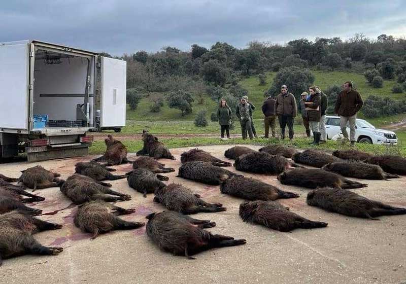 Chaqueta Caza Blaser