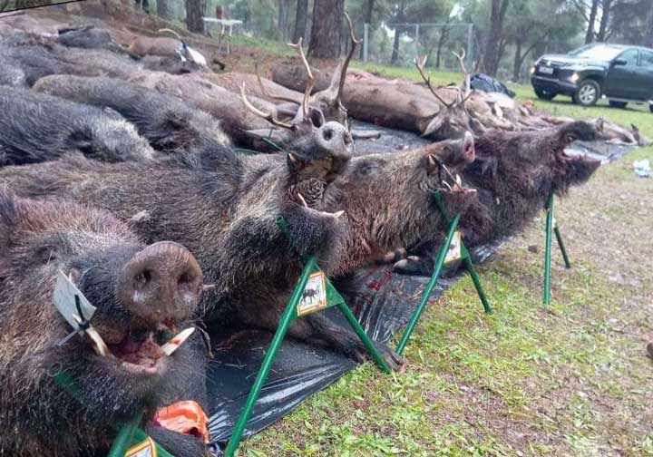 Chaqueta Caza Blaser