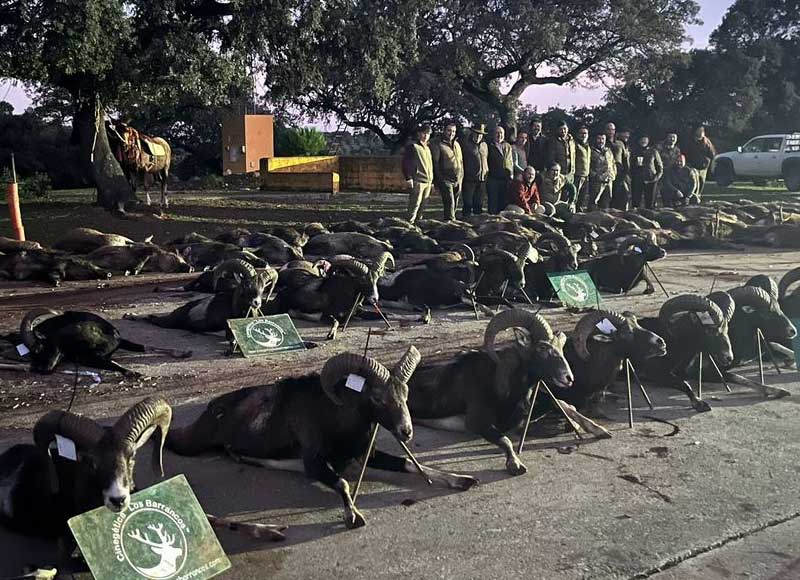 Chaqueta Caza Blaser