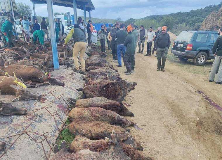 Chaqueta Caza Blaser