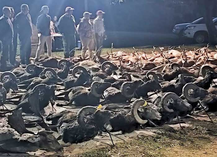 Chaqueta Caza Blaser